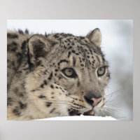 Sneeuwluipaard (Uncia uncia) 2