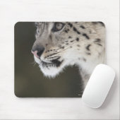 Sneeuwluipaard (Uncia uncia) Muismat (Met muis)