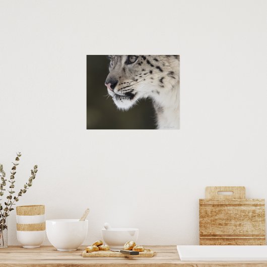 Sneeuwluipaard (Uncia uncia) Poster (Keuken)