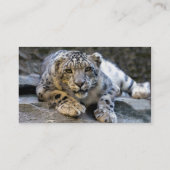 Sneeuwluipaard Visitekaartje (Achterkant)