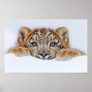 Sneeuwluipaard Wild Dier Natuurlijke Omgeving Poster