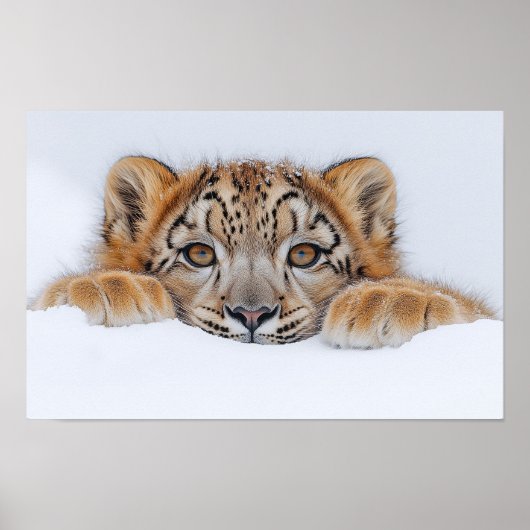 Sneeuwluipaard Wild Dier Natuurlijke Omgeving Poster (Voorkant)