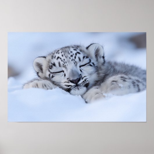 Sneeuwluipaard Wild Dier Natuurlijke Omgeving Poster (Voorkant)