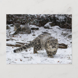Sneeuwluipkuiken Stalking Birds Briefkaart