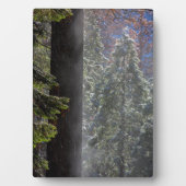 Sneeuwmist in het bos fotoplaat (voorkant)