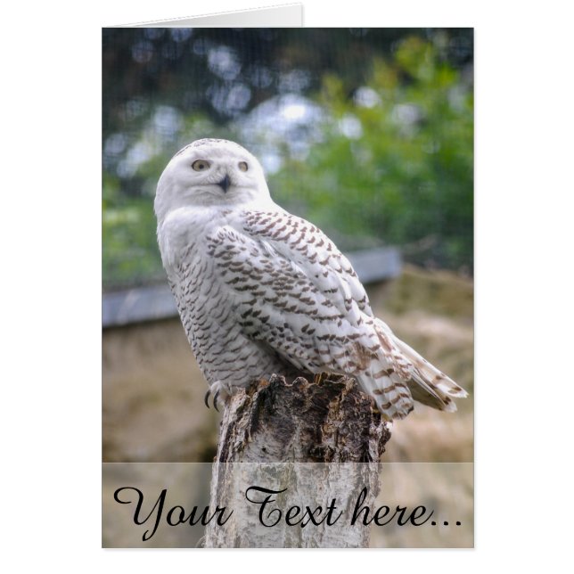 Sneeuwowl (Voorkant)