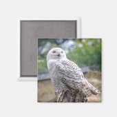 Sneeuwowl Magneet (Voorkant / Achterkant)