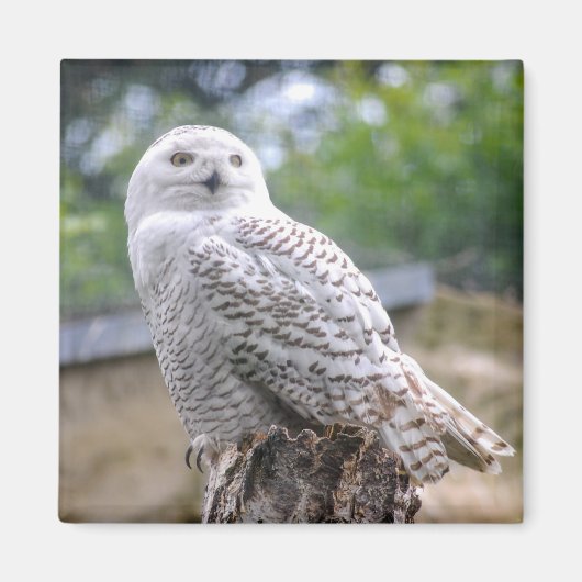 Sneeuwowl Magneet (Voorkant)