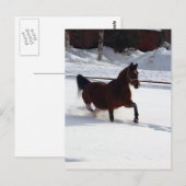 Sneeuwpaard Briefkaart (Voorkant / Achterkant)