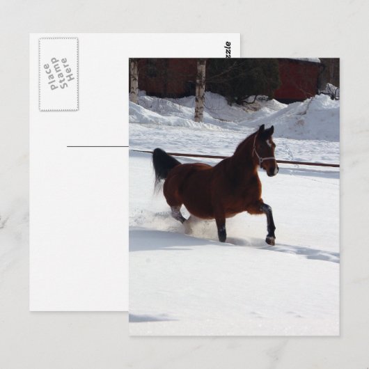 Sneeuwpaard Briefkaart (Voorkant / Achterkant)