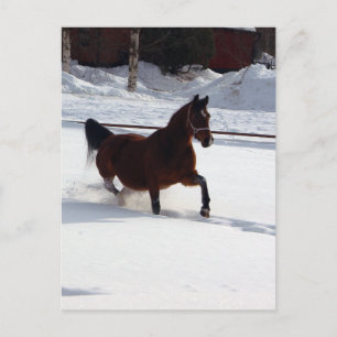 Sneeuwpaard Briefkaart