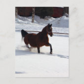 Sneeuwpaard Briefkaart (Voorkant)