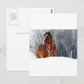 Sneeuwpaard Briefkaart (Voorkant / Achterkant)