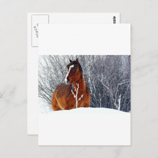 Sneeuwpaard Briefkaart (Voorkant / Achterkant)