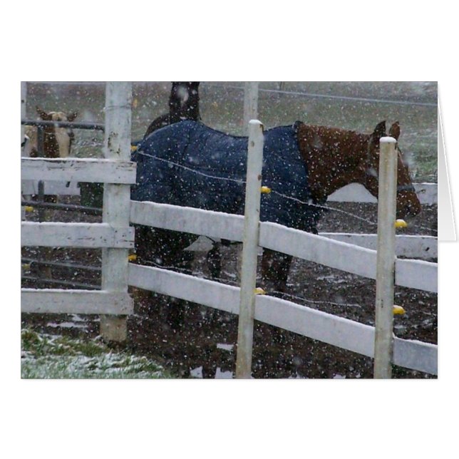 Sneeuwpaarden (Voorkant Horizontaal)