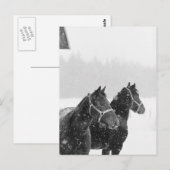 Sneeuwpaarden Briefkaart (Voorkant / Achterkant)