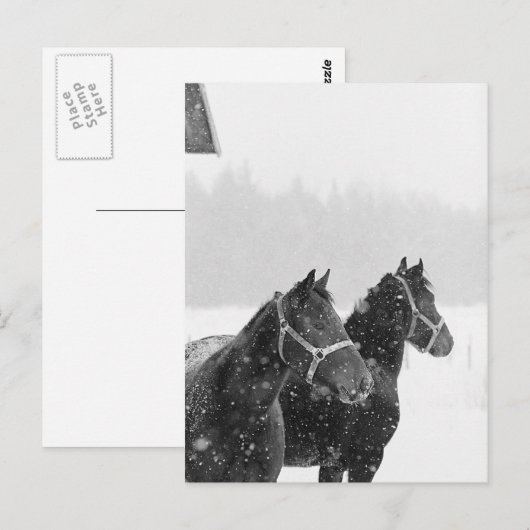 Sneeuwpaarden Briefkaart (Voorkant / Achterkant)