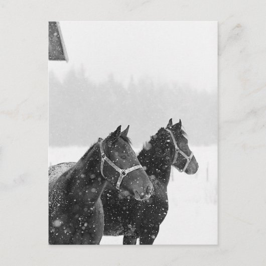 Sneeuwpaarden Briefkaart (Voorkant)