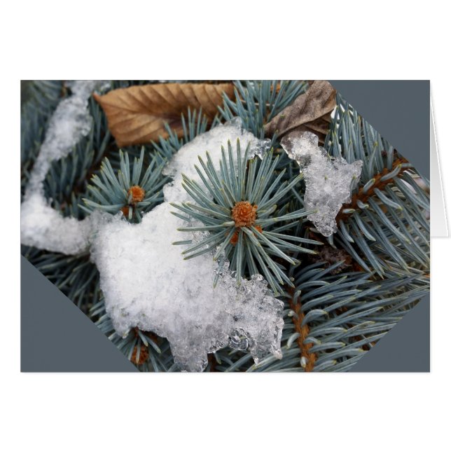 sneeuwpleister (Voorkant Horizontaal)