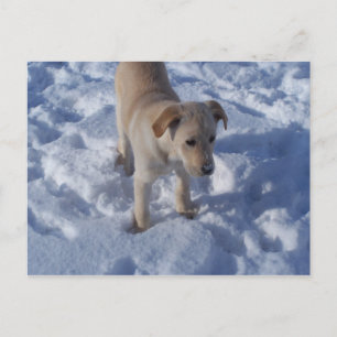 sneeuwpop-Briefkaart Briefkaart