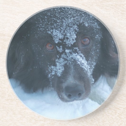 Sneeuwrand Collie Dog Drink Onderzetter (Voorkant)