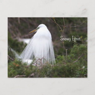 Sneeuwreiger Foto Ansichtkaart Briefkaart