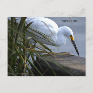 Sneeuwreiger Foto Ansichtkaart Briefkaart