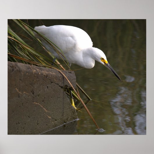 Sneeuwreiger Foto Poster (Voorkant)
