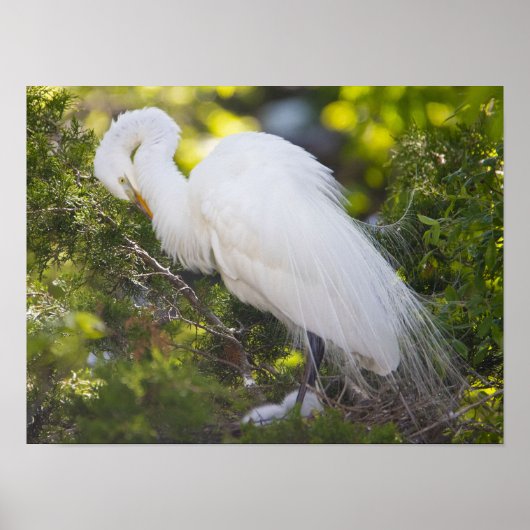 Sneeuwreiger Vogel Foto Poster (Voorkant)