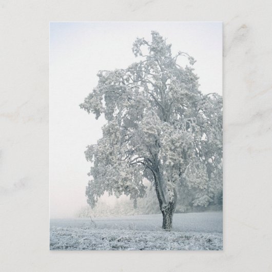 Sneeuwrijk winterlandschap briefkaart (Voorkant)