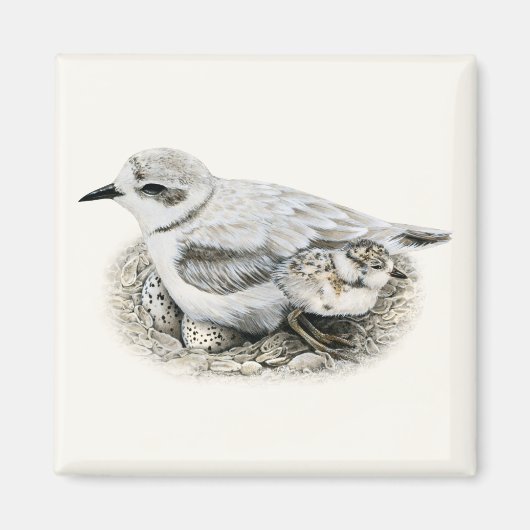 Sneeuwrijke Plover met Chick and Eggs Magnet (Voorkant)