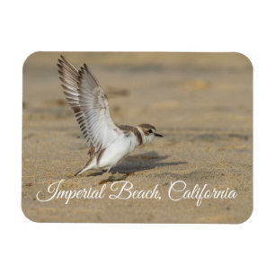 Sneeuwrijke Plover Stretch Imperial Beach Californ Magneet