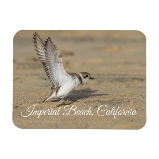 Sneeuwrijke Plover Stretch Imperial Beach Californ Magneet (Horizontaal)