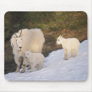 sneeuwschaap muismat