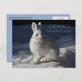 Sneeuwschoenhaas Rust in Sneeuw, Denali NP, Alaska Briefkaart (Voorkant / Achterkant)