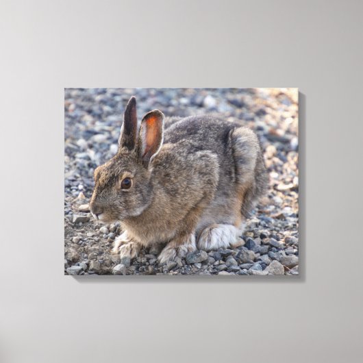 Sneeuwschoenhazen Foto Canvas Afdruk (Voorkant)