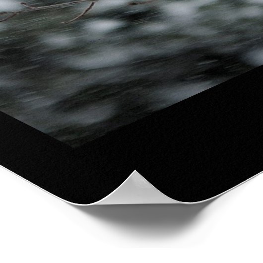 SneeuwStorm Barred Owl Poster (Hoek)