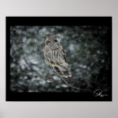 SneeuwStorm Barred Owl Poster (Voorkant)