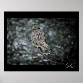 SneeuwStorm Barred Owl Poster