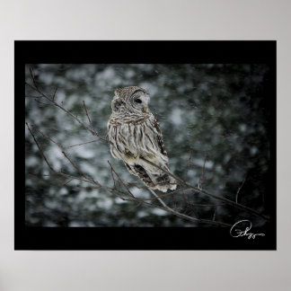 SneeuwStorm Barred Owl Poster
