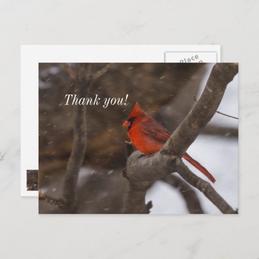 SneeuwStorm Kardinaal Dank u Briefkaart (Voorkant / Achterkant)