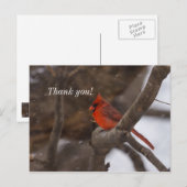 Sneeuwstorm Kardinaal Dank U Kaartje Briefkaart (Voorkant / Achterkant)