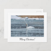 Sneeuwswan-briefkaart met prettige kerstdagen briefkaart (Voorkant / Achterkant)
