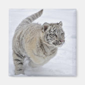 Sneeuwtijger Magneet (Voorkant)