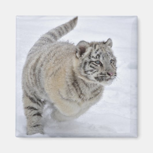 Sneeuwtijger Magneet (Voorkant)