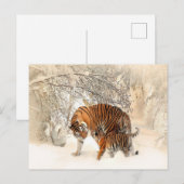 sneeuwtijgers briefkaart (Voorkant / Achterkant)