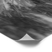 Sneeuwtinneusnaalden Zwart witte Natuur Afdrukken Poster (Hoek)