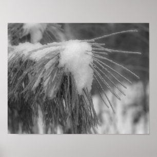 Sneeuwtinneusnaalden Zwart witte Natuur Afdrukken Poster