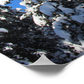 Sneeuwtop groenblijvend poster (Hoek)