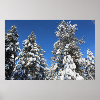 Sneeuwtop groenblijvend poster